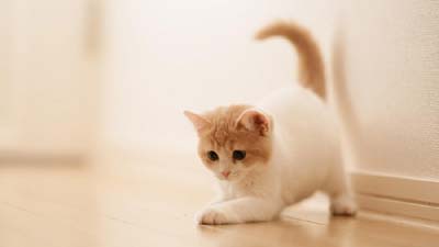 American Shorthair Kitten Wallpaper