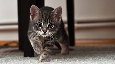 American Shorthair Kitten Wallpaper