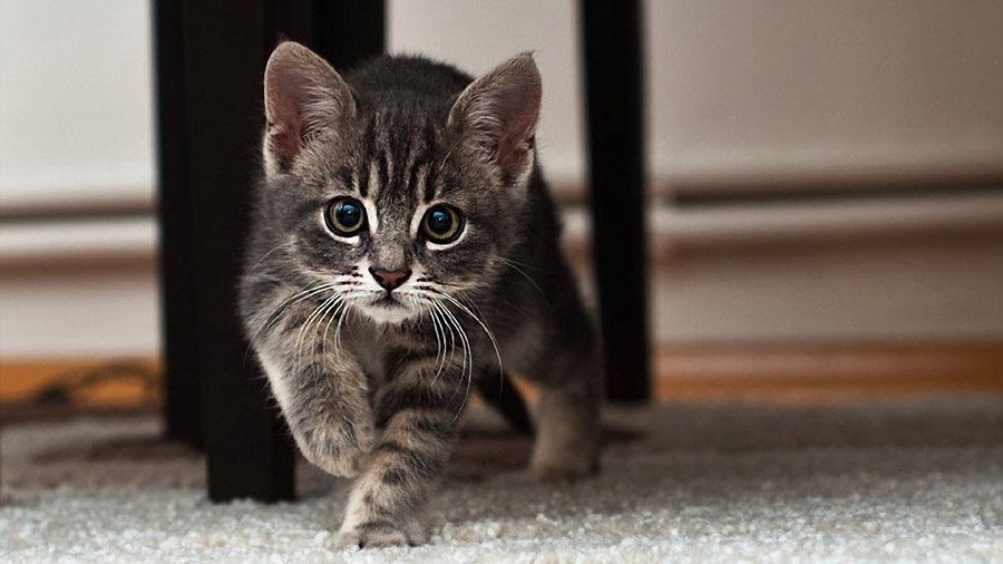 American Shorthair (Kitten, Look, Striped) Cat Wallpaper
