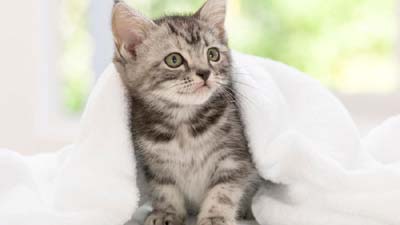 American Shorthair Kitten Wallpaper