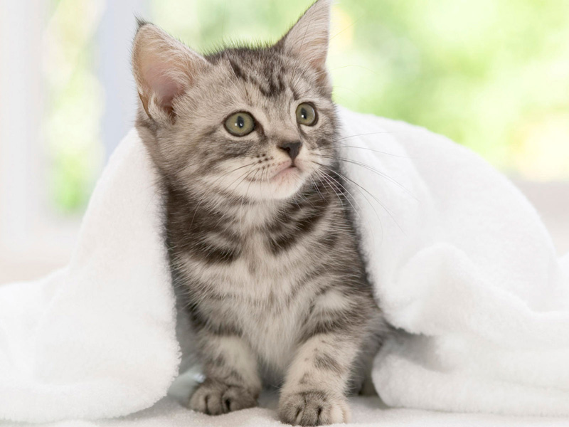 American Shorthair (Kitten, Look, Towel) HD Cat Wallpaper