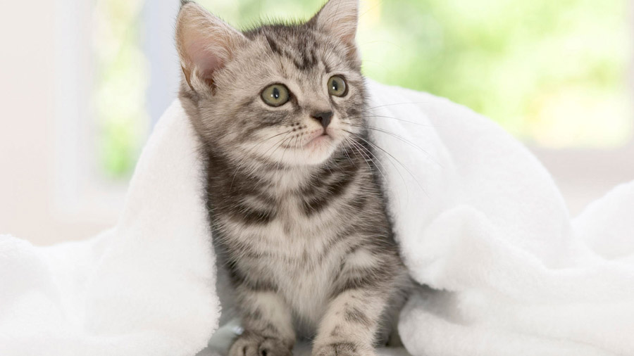 American Shorthair (Kitten, Look, Towel)  HD Cat Wallpaper
