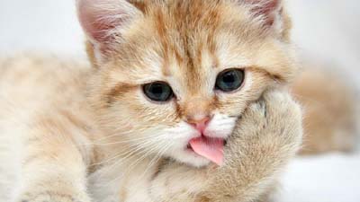 American Shorthair Kitten Wallpaper