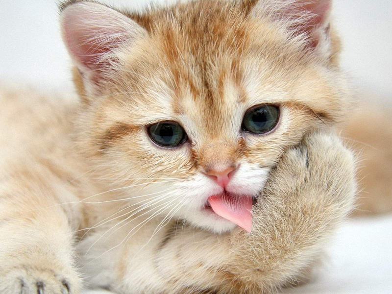 American Shorthair (Kitten, Paws, Tongue) HD Cat Wallpaper