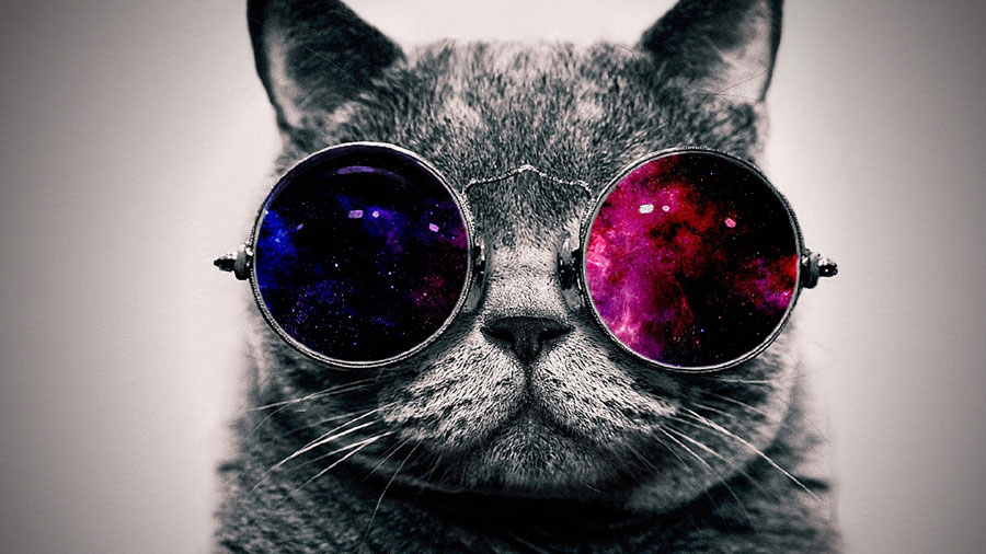 British Shorthair (Glasses, Face, Gray) HD Cat Wallpaper