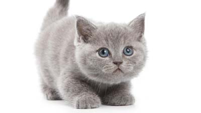 British Shorthair Kitten Wallpaper