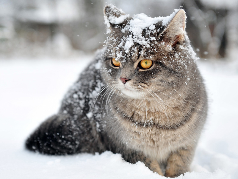 British Shorthair (Sitting, Snow, Eyes) HD Cat Wallpaper