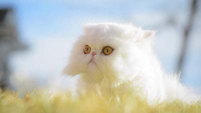 Exotic Shorthair Wallpaper