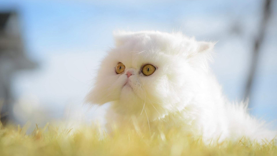 Exotic Shorthair (Grass, Squat, White) HD Cat Wallpaper