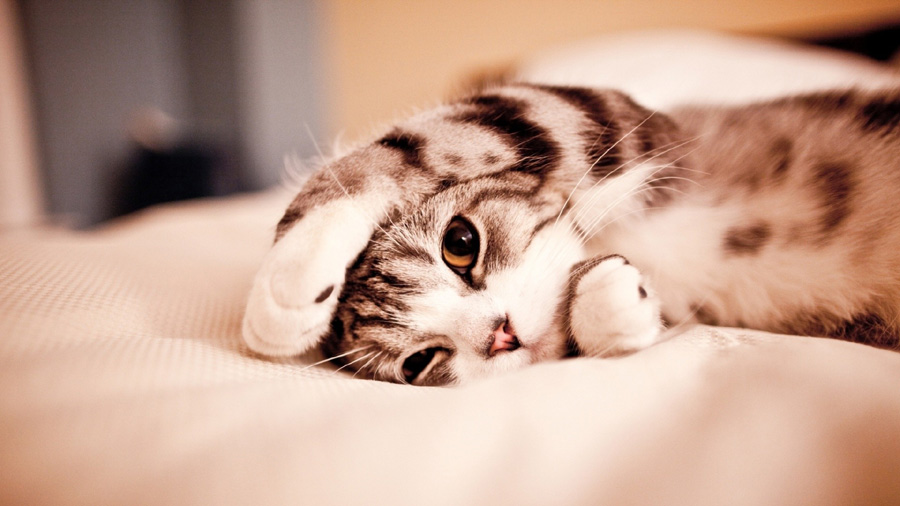 Kitten (Cute, Lying, Claws) Cat Wallpaper