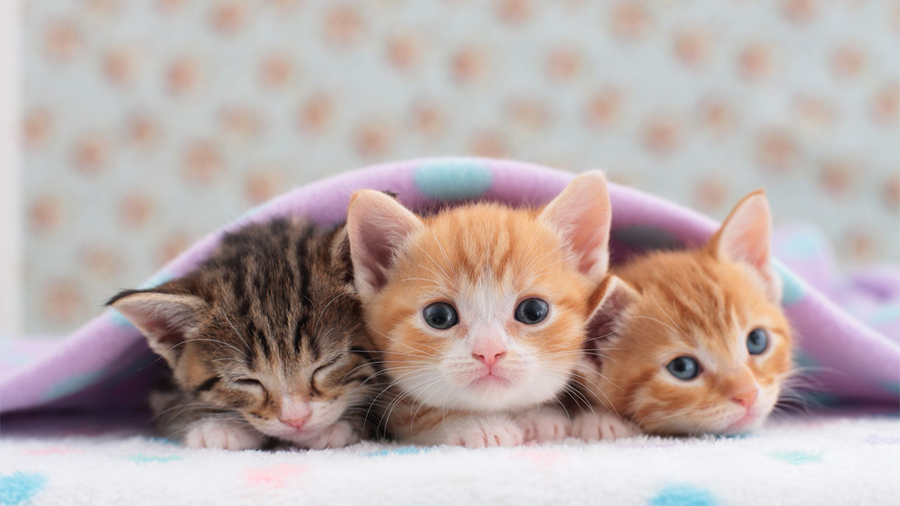 Kittens (Lying, Face, Tabby, Red) Cat Wallpaper
