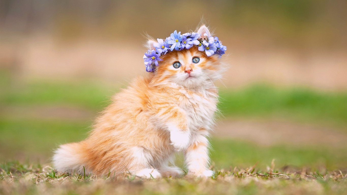 Maine Coon (Kitten, Cute, Fluffy) HD Cat Wallpaper