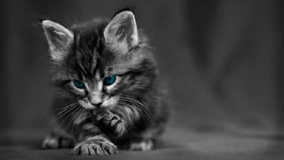 Maine Coon Kitten Wallpaper