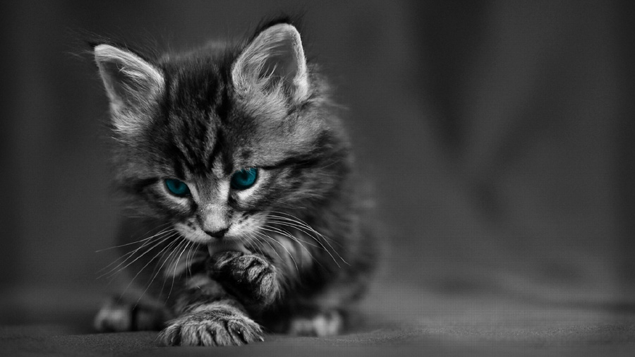 Maine Coon (Kitten, Dark grey) HD Cat Wallpaper