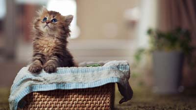 Maine Coon Kitten Wallpaper