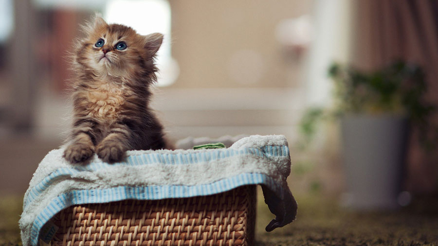 Maine Coon (Kitten, Look, Towel) HD Cat Wallpaper