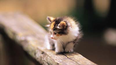 Maine Coon Kitten Wallpaper