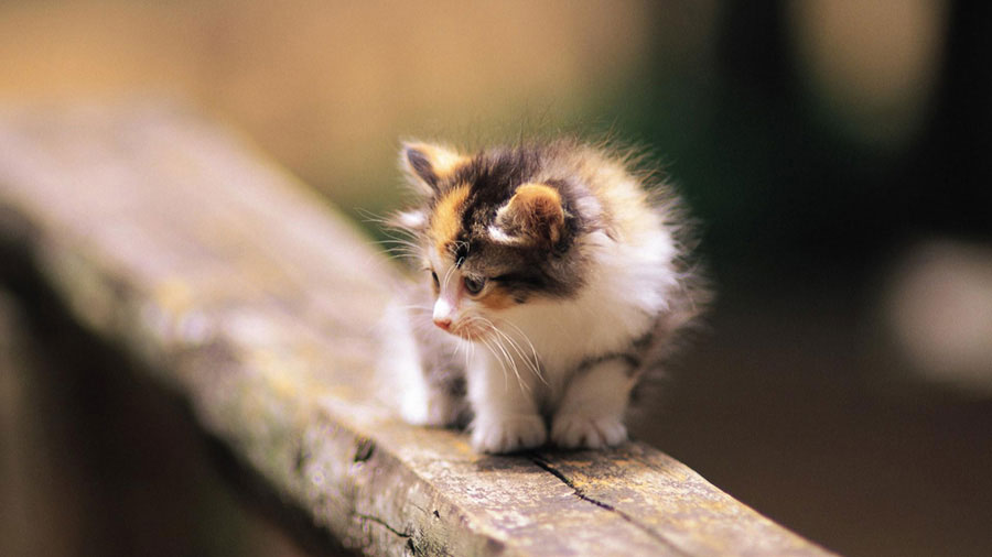 Maine Coon (Kitten, Sitting, Look) HD Cat Wallpaper