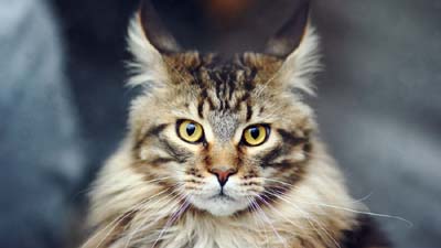 Maine Coon Wallpaper