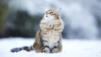 Maine Coon HD Wallpaper