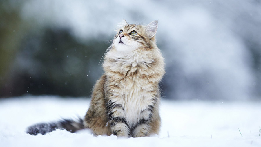 Maine Coon (Sitting, Snow, Fluffy) HD Cat Wallpaper