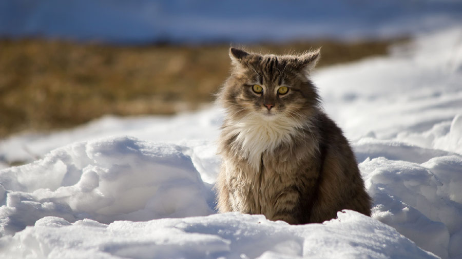 Maine Coon (Sitting, Snow, Winter) HD Cat Wallpaper