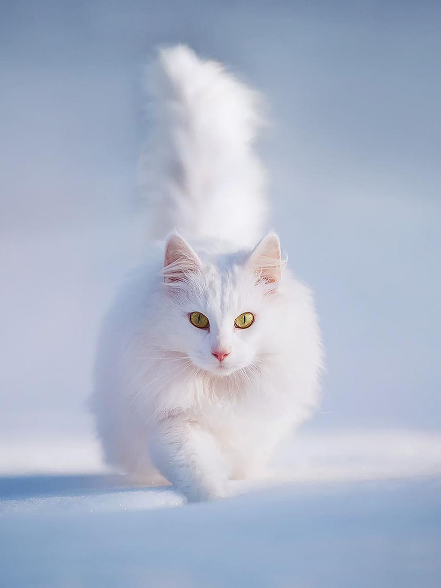 Persian cat (Snow, White, Walk) HD Cat Wallpaper