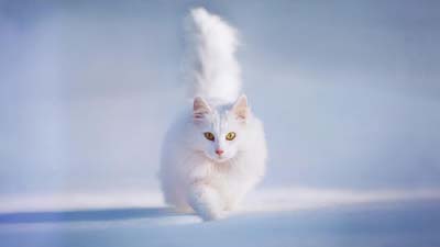 Persian cat Wallpaper