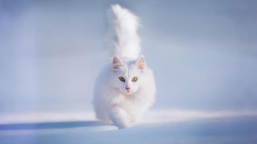 Persian cat (Snow, White, Walk) HD Cat Wallpaper