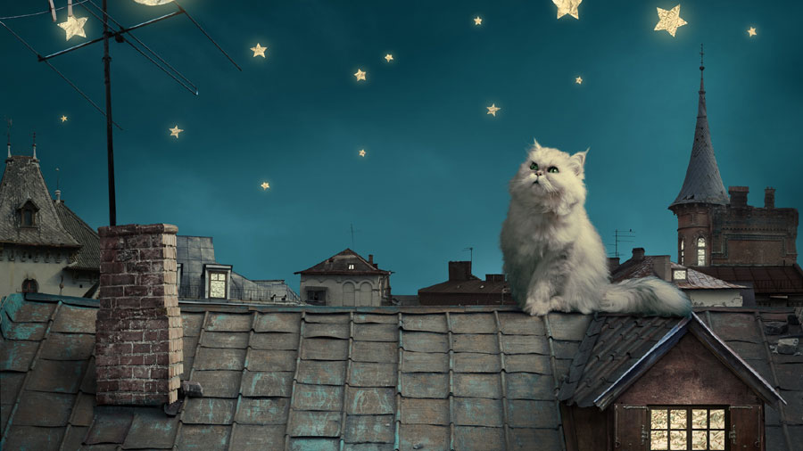 Persian (Houses, Stars, Night) HD Cat Wallpaper