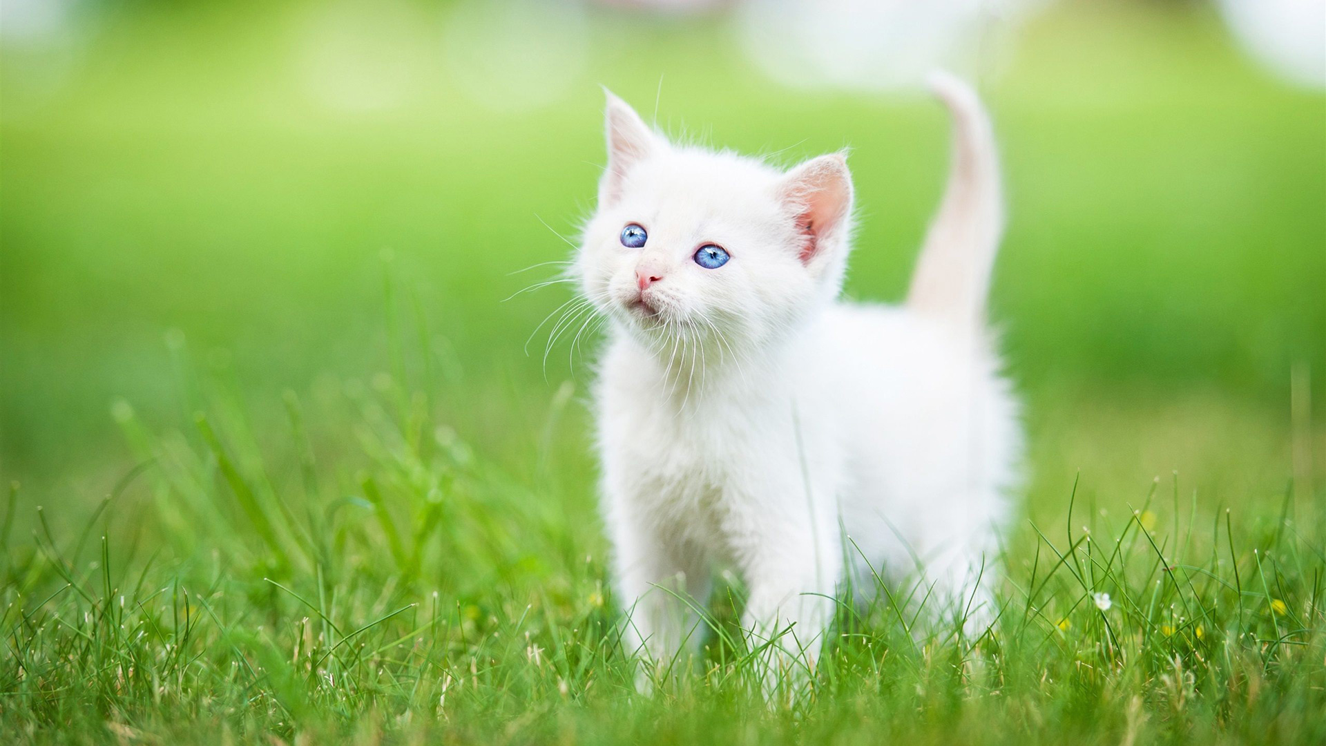 Persian (Kitten, Grass, White) HD Cat Wallpaper