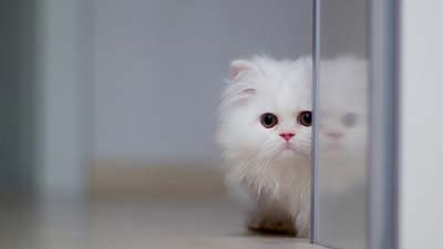 White Persian Wallpaper