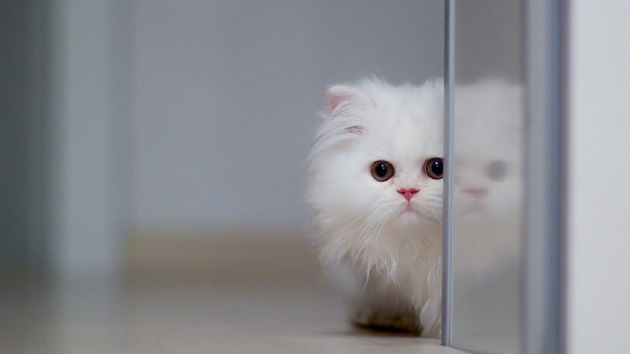 Persian (White, Fluffy, Beautiful) Cat Wallpaper