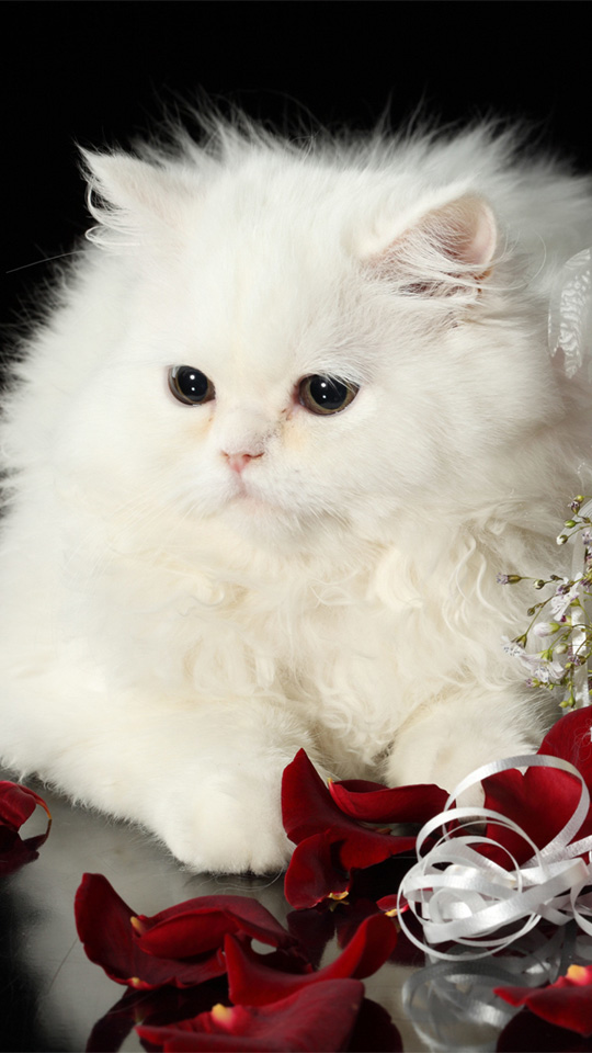 Persian (White, Fluffy, Roses) HD Cat Wallpaper