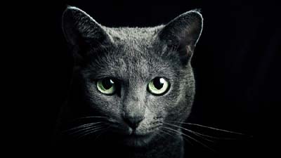 Russian Blue Wallpaper