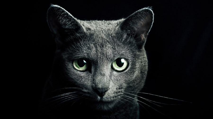 Russian Blue (Face, Green eyes) HD Cat Wallpaper