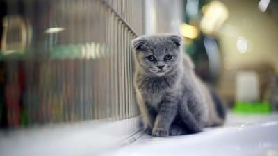 Scottish Fold HD Wallpaper