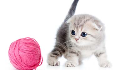 Scottish Fold Kitten Wallpaper