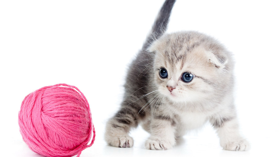 Scottish Fold (Kitten, Ball, Thread) HD Cat Wallpaper