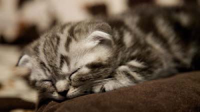 Scottish Fold Kitten Wallpaper