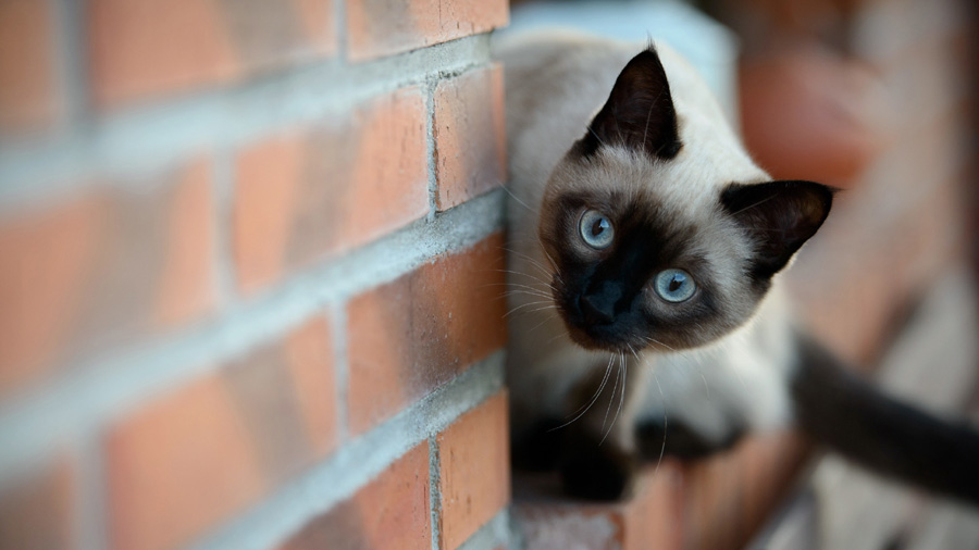 Siamese (Brick, Wall, Look) HD Cat Wallpaper