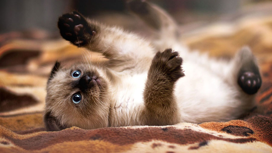 Siamese (Kitten, Cute, Lie, Paws) HD Cat Wallpaper