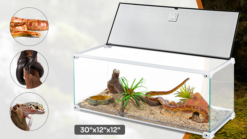 The Versatile and Essential 20 Gallon Reptile Tank