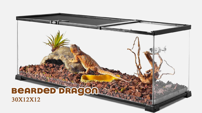 Is a 20-Gallon Tank OK for a Bearded Dragon?