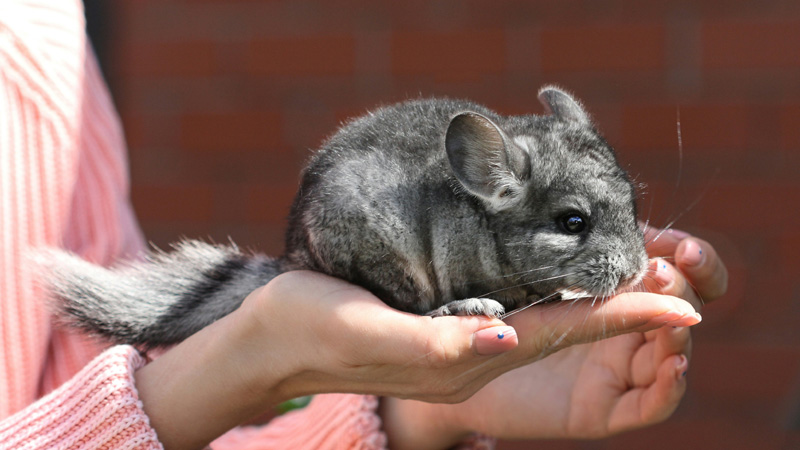 Top 30 Unique Chinchilla Names