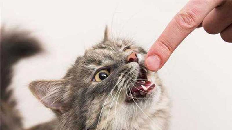7 Signs Your Cat Is "Spoiled", Is Your Cat?
