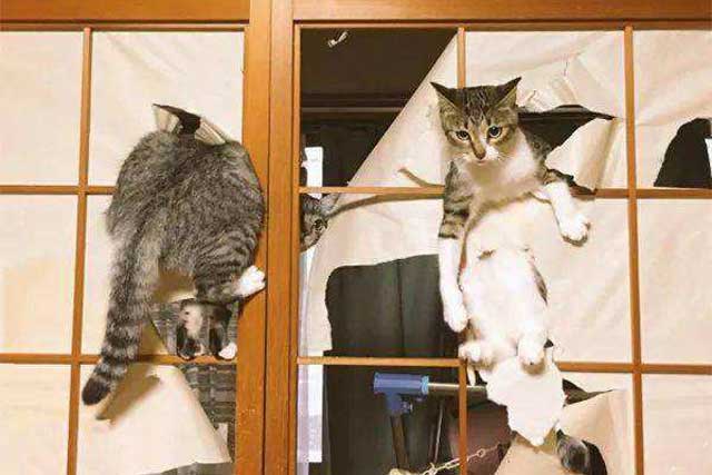 7 Signs Your Cat Is ＂Spoiled＂, Is Your Cat?: 3. Frequent house demolition