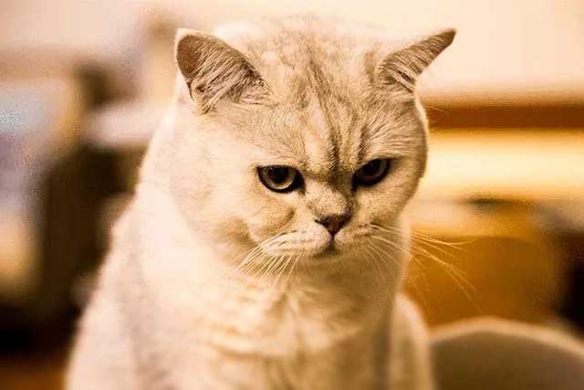 7 Signs Your Cat Is ＂Spoiled＂, Is Your Cat?: 1. Treat yourself as a master