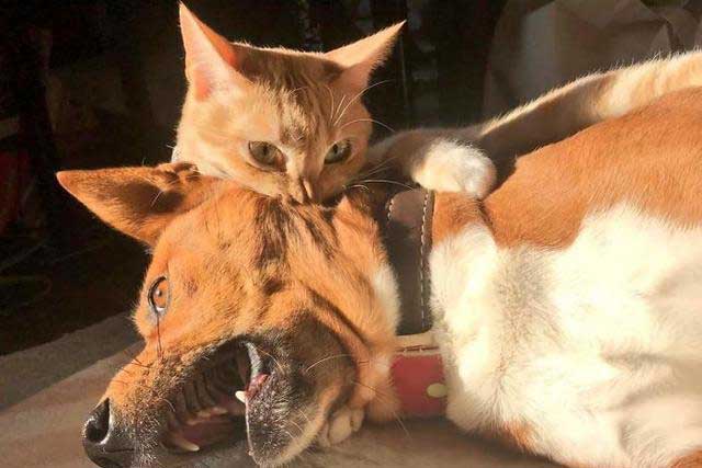 7 Signs Your Cat Is ＂Spoiled＂, Is Your Cat?: 2. You are not allowed to touch other animals