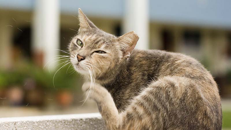 Natural Ways to Protect Your Cat: 9 Effective Flea Repellents